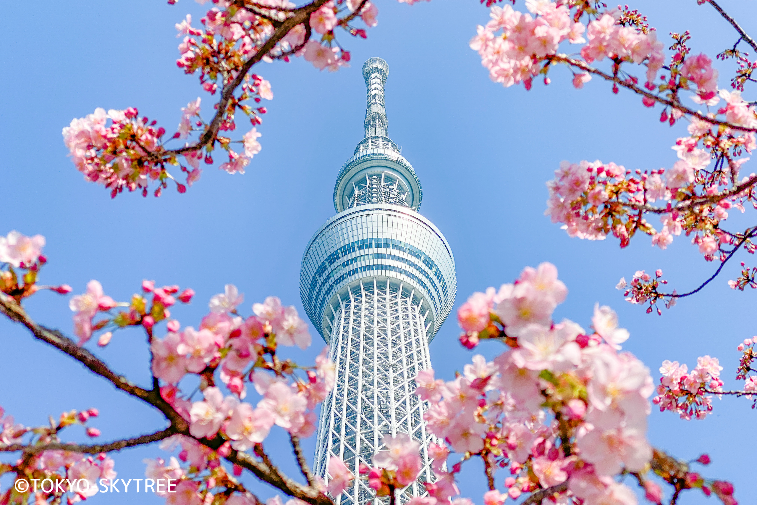 東京スカイツリー